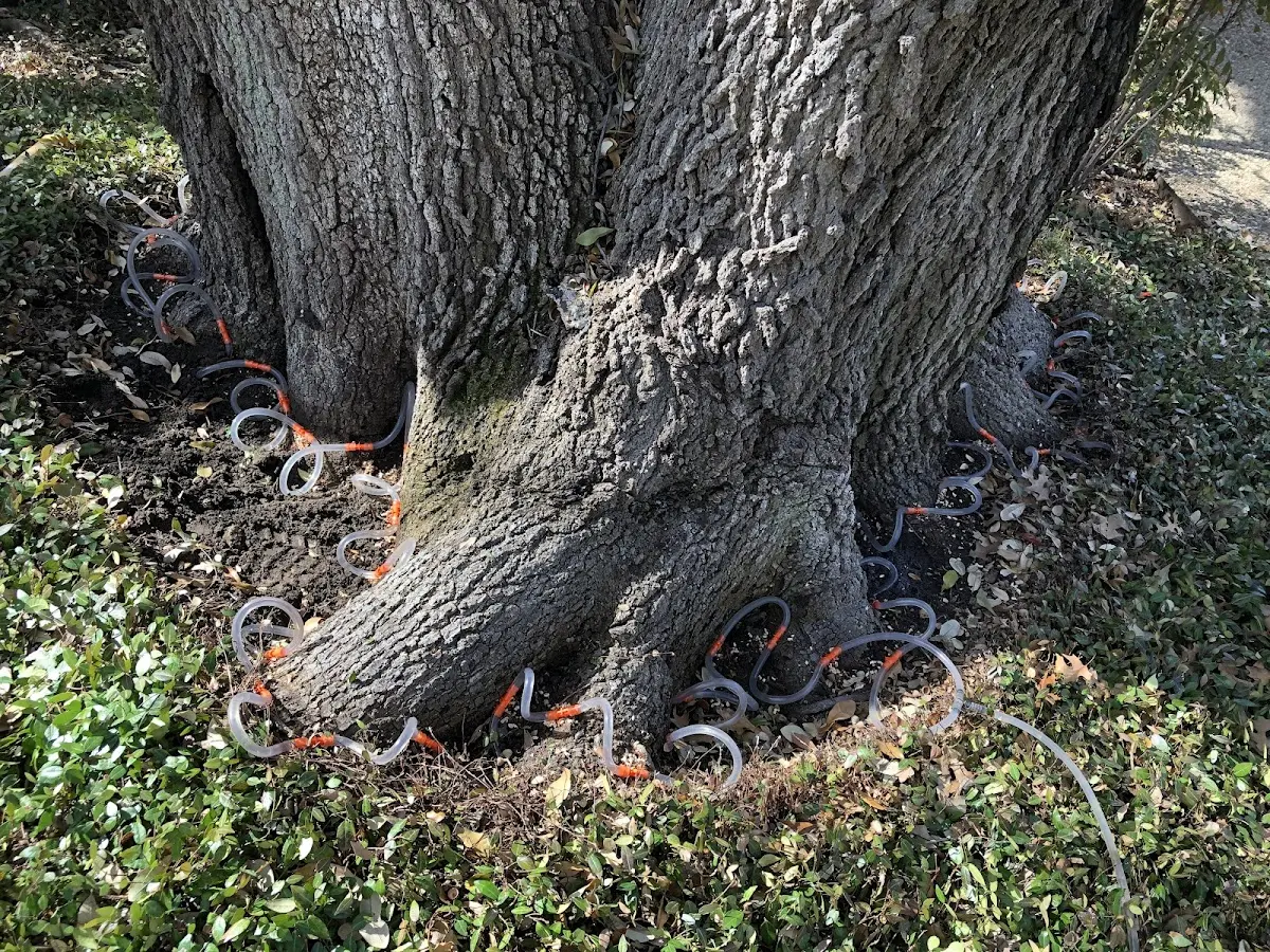 Detailed Tree Cabling and Bracing job site in Kelayres