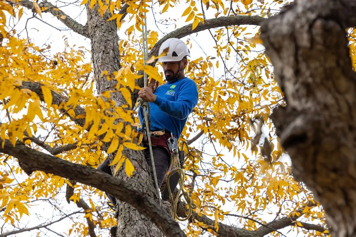 Skilled Tree Pruning crew working in Kelayres