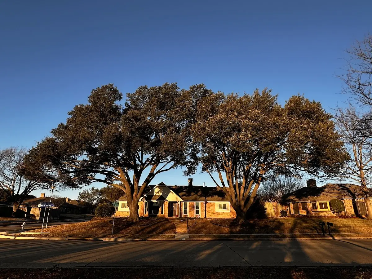 Established residential canopy tree shading a home in Kelayres